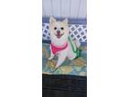 Adopt Nina a White - with Tan, Yellow or Fawn Pomeranian / Mixed dog in Yukon
