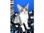 Adopt Coach a Gray, Blue or Silver Tabby Domestic Shorthair / Mixed (short coat)