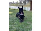 Adopt Hendrix a Black Belgian Malinois / Mixed dog in Long Beach, CA (41527326)
