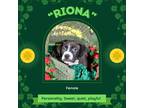 Adopt St. Patty Day Puppies a Tricolor (Tan/Brown & Black & White) Boxer / Great