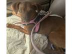 Adopt Grace a Brown/Chocolate Chiweenie / Mixed dog in Pt orange, FL (41498320)
