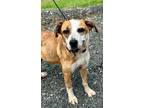 Adopt a White Beagle dog in Jourdanton, TX (41479522)