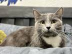Adopt Baysl a Gray or Blue (Mostly) Domestic Shorthair (short coat) cat in