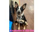 Adopt Dog Kennel #15 Coraline a Australian Cattle Dog / Mixed Breed (Medium) /