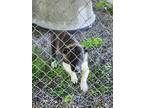 Adopt Ben a Brindle - with White Corgi / Basset Hound / Mixed dog in Olivet