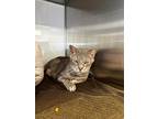 Adopt Smokey Joe a Domestic Shorthair / Mixed (short coat) cat in Ridgely
