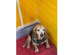Adopt Laura a Beagle / Mixed dog in Ridgely, MD (41523967)