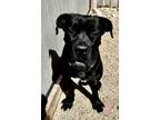 Adopt Jack Frost a Black Cane Corso / Mixed Breed (Medium) / Mixed (short coat)