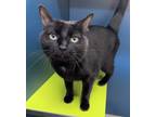 Adopt Alice a All Black Domestic Shorthair / Mixed Breed (Medium) / Mixed (short