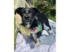 Adopt Houdini a Black Border Collie / Mixed Breed (Medium) / Mixed (short coat)