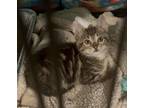 Adopt Muffin a Gray, Blue or Silver Tabby Domestic Mediumhair (medium coat) cat