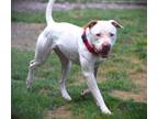 Adopt Morano a White American Pit Bull Terrier dog in Johnstown, PA (41525347)