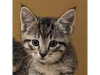 Adopt Whiskey a Domestic Shorthair cat in Yankton, SD (41522316)