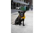 Adopt Breakdance a Mutt dog in New York, NY (41511801)