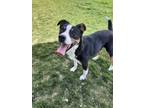Adopt Angel a Australian Shepherd / Mixed dog in Pocatello, ID (41527050)