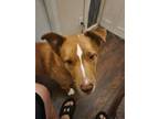 Adopt Gee a Brown/Chocolate Husky / Pitsky / Mixed dog in Delray Beach