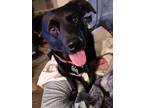 Adopt Holly a Black - with White Pembroke Welsh Corgi / Labrador Retriever /