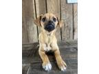 Adopt Dempsi a Pug dog in Berea, KY (41496349)