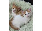 Adopt Watson a White (Mostly) Turkish Van cat in St. Petersburg, FL (41526796)