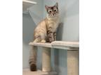 Adopt Naru a Gray or Blue (Mostly) Snowshoe cat in St. Petersburg, FL (41526794)