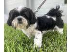 Adopt Buster a White - with Black Shih Tzu / Mixed dog in Cape Coral