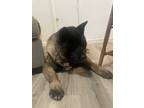 Adopt Minka a Black - with Tan, Yellow or Fawn Akita / Mixed dog in Klondike