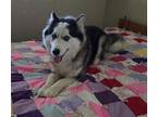Adopt Yukon a Black - with White Alaskan Malamute / Siberian Husky / Mixed dog