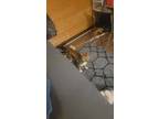 Adopt Asta a Tricolor (Tan/Brown & Black & White) Shiba Inu / Mixed dog in