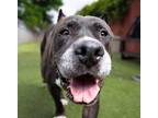Adopt Tiger a American Pit Bull Terrier / Mixed dog in Oceanside, CA (41526722)