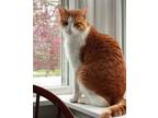 Adopt Archie a Orange or Red (Mostly) Domestic Mediumhair / Mixed cat in