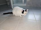 Adopt Scout a Black & White or Tuxedo Domestic Shorthair / Mixed (medium coat)