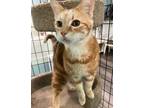 Adopt Mario a Orange or Red Egyptian Mau (short coat) cat in Sharon Center