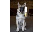 Adopt Sammy a Brown/Chocolate - with Tan German Shepherd Dog / Akita / Mixed dog