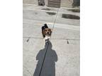 Adopt Jupiter a Brown/Chocolate - with White Beagle / Mixed dog in Rialto