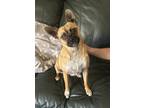 Adopt Miley a Tricolor (Tan/Brown & Black & White) Jack Russell Terrier /
