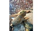 Adopt Moo-Moo a Lizard reptile, amphibian, and/or fish in Salmon Arm