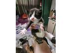 Adopt Kitten 2 a Black & White or Tuxedo Domestic Mediumhair / Mixed (medium