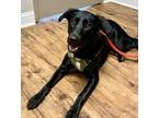 Adopt Penny a Black Labrador Retriever / Mixed dog in Gastonia, NC (41526713)