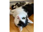 Adopt Feyre a Domestic Shorthair / Mixed (short coat) cat in Providence