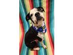 Adopt Angelica a Black Mixed Breed (Small) / Mixed Breed (Medium) / Mixed (short