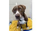 Adopt Margo a St. Bernard / Husky / Mixed dog in Vancouver, BC (41511452)