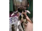 Adopt Kitten a Black & White or Tuxedo Domestic Mediumhair / Mixed (medium coat)