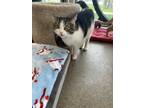 Adopt Taffy a Brown Tabby Domestic Shorthair / Mixed Breed (Medium) / Mixed