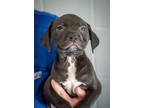 Adopt Kevin a Black Mixed Breed (Medium) / Mixed Breed (Medium) / Mixed (short