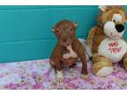 Adopt Tostada a Brown/Chocolate - with White Pit Bull Terrier / Mixed dog in