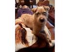 Adopt Brynn a Tan/Yellow/Fawn Cairn Terrier / Mixed dog in Tucson, AZ (41525955)