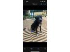 Adopt Blue a Gray/Blue/Silver/Salt & Pepper American Pit Bull Terrier / Labrador