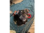 Adopt Kahlua a Pit Bull Terrier / Shar Pei / Mixed dog in Santa Rosa