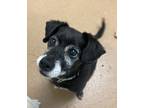 Adopt Sweetie a Black - with White Jack Russell Terrier / Chiweenie / Mixed dog