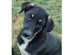 Adopt Andie Floof a Tricolor (Tan/Brown & Black & White) Anatolian Shepherd /